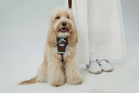Chelsea Everyday Harness