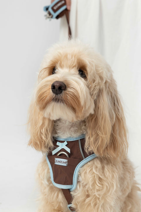 Chelsea Everyday Harness