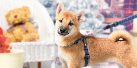 Denim Neck Harness