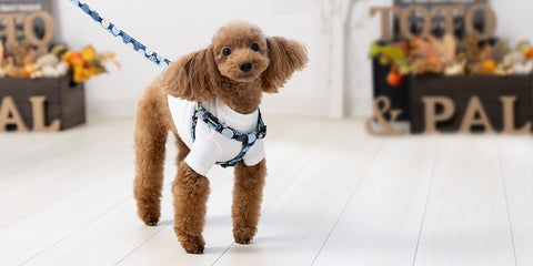 Balloon Dot Step In Harness