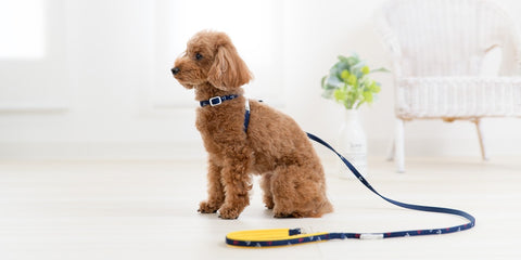 Ripple Marine Neck Harness