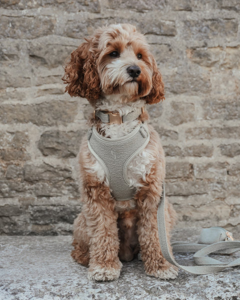 Boucle Harness