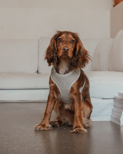 Boucle Harness