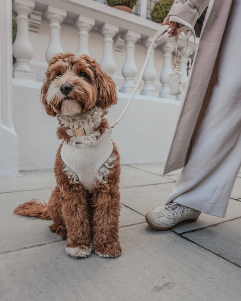 Boucle Harness