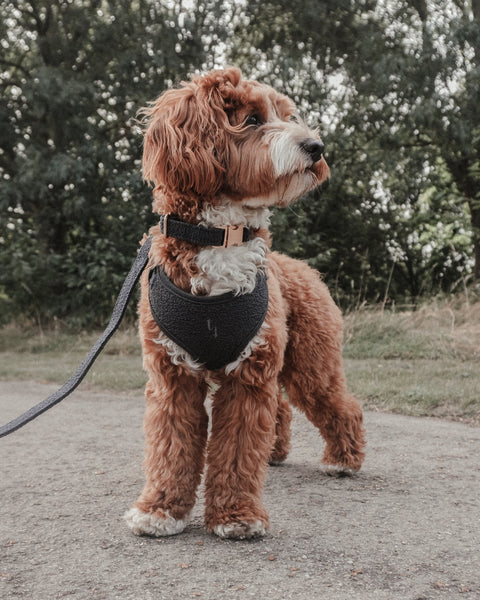 Boucle Harness