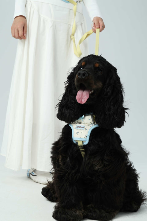 Chelsea Everyday Harness