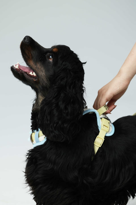Chelsea Everyday Harness