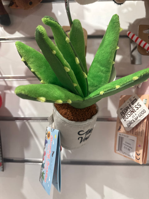 Aloe Vera