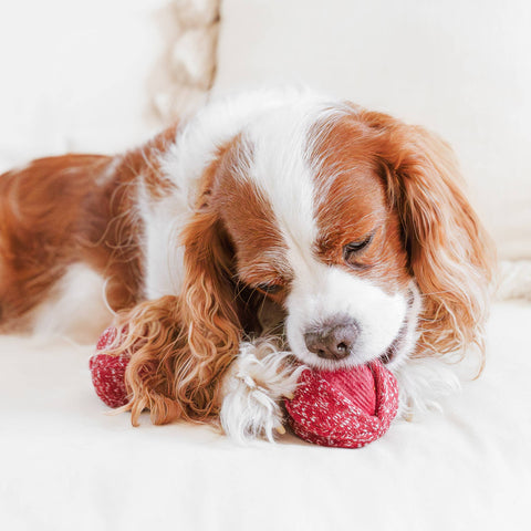 CHERRY POP // ENRICHMENT DOG TOY // Squeaky + Snuffle