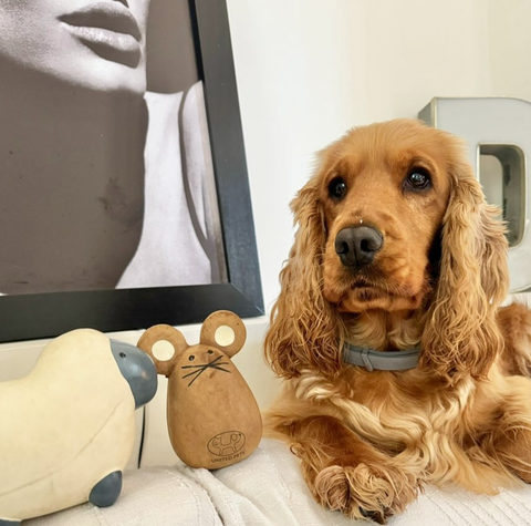 Tato latex toy for dogs and cats