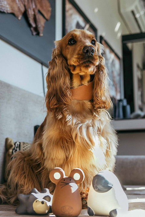 Tato latex toy for dogs and cats
