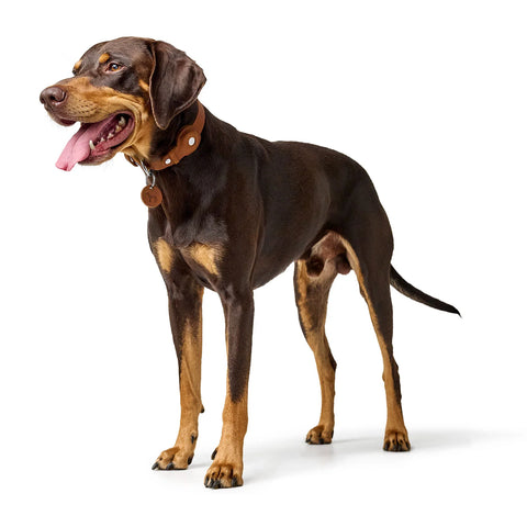 Collar Viborg with holder for Apple AirTag