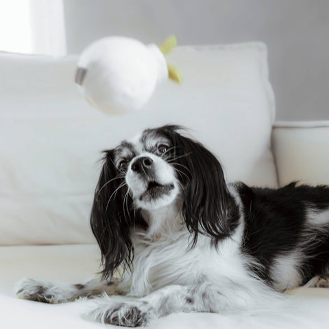 GARLIC POP // Enrichment Dog Toy // Squeaky Ball // Mini