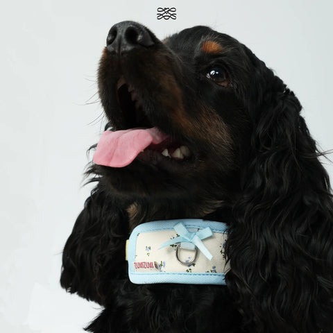 Chelsea Everyday Collar