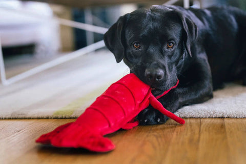 Ocean Buddies - Lobster