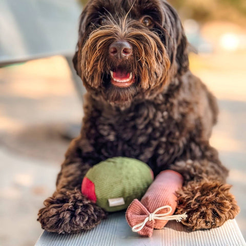 Olive + SALAMI // ENRICHMENT DOG TOY // Squeaky Toy Set