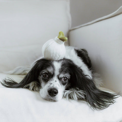 GARLIC POP // Enrichment Dog Toy // Squeaky Ball // Mini