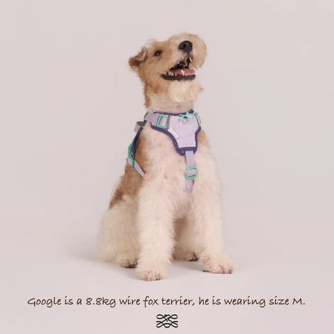 Chelsea Taro Pie Harness