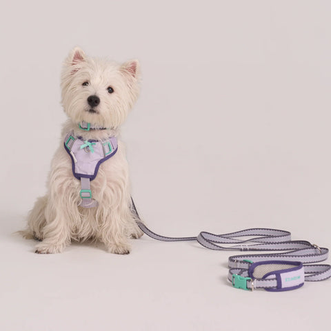 Taro Biscuit Hands-free Leash