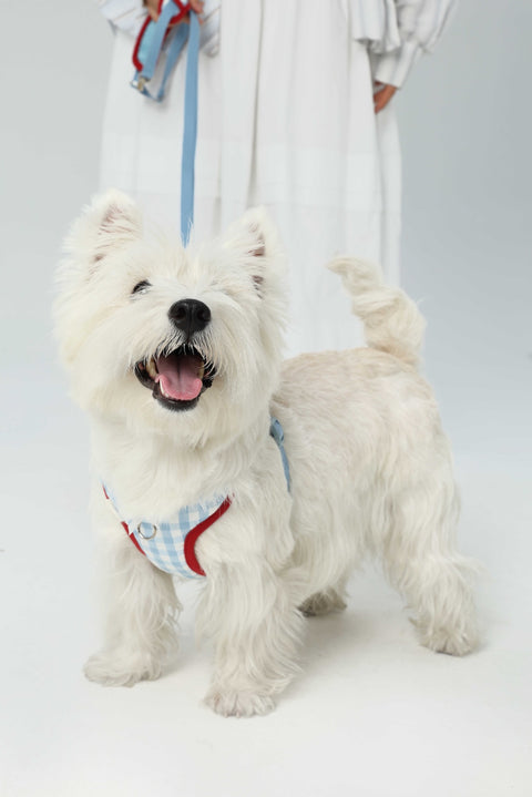 Blue Bliss Gingham Harness