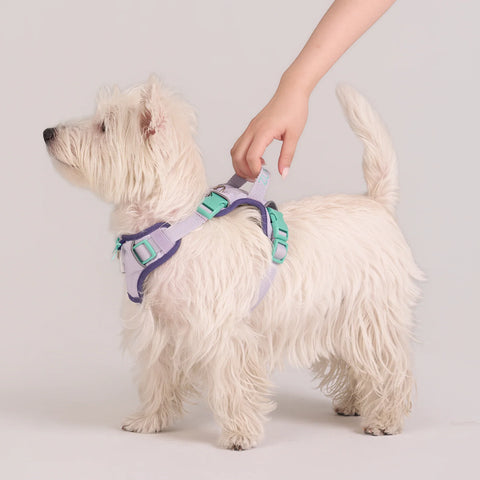 Chelsea Taro Pie Harness