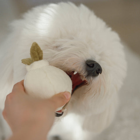 GARLIC POP // Enrichment Dog Toy // Squeaky Ball // Mini