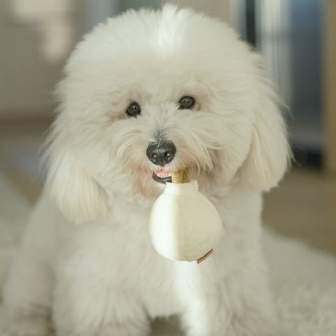 GARLIC POP // Enrichment Dog Toy // Squeaky Ball // Mini