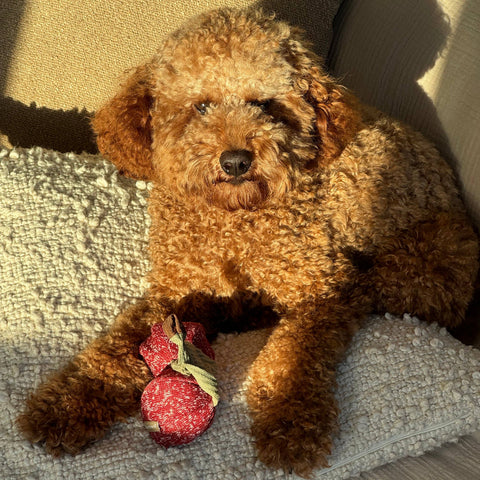 CHERRY POP // ENRICHMENT DOG TOY // Squeaky + Snuffle