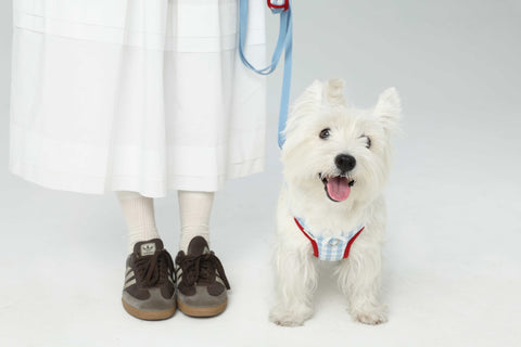 Blue Bliss Gingham Harness