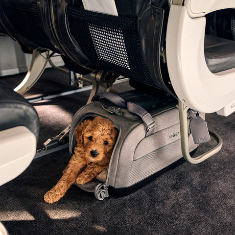 Tavo Dupree Pet Car Seat & Airline Travel Carrier