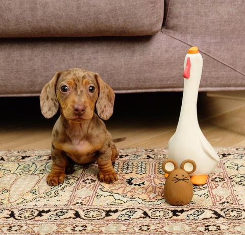 Tato latex toy for dogs and cats