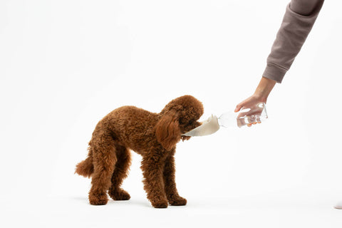 Leaf Cream water dispenser with anti-drip valve
