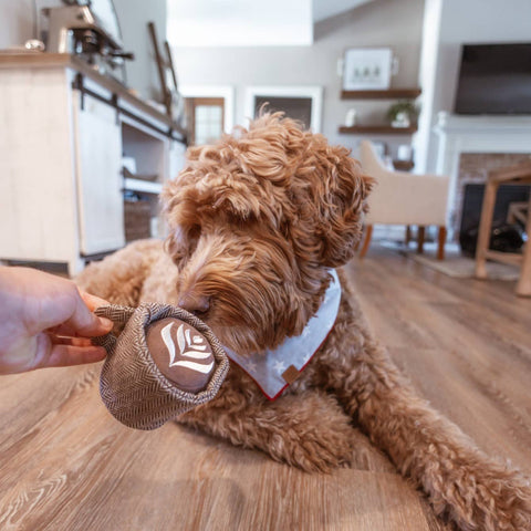 LATTE POP // ENRICHMENT DOG TOY // Squeaky Ball