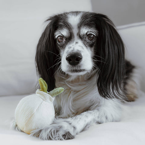 GARLIC POP // Enrichment Dog Toy // Squeaky Ball // Mini
