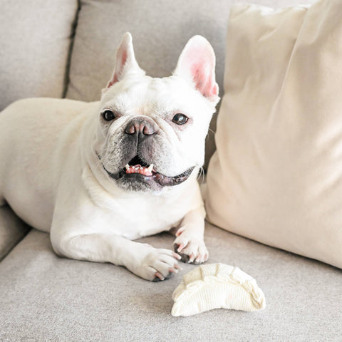 DIM SUM POP // ENRICHMENT DOG TOY // Squeaky Ball