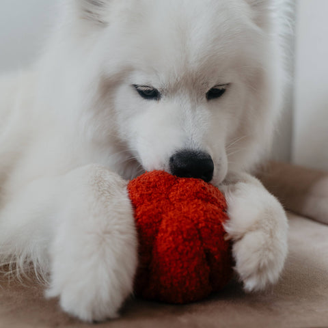 PEPPER // Enrichment Dog Toy // Snuffle