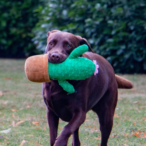 Play Time For Dogs - Cuddle Cactus