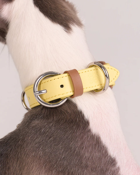 Scalloped Leather Collar