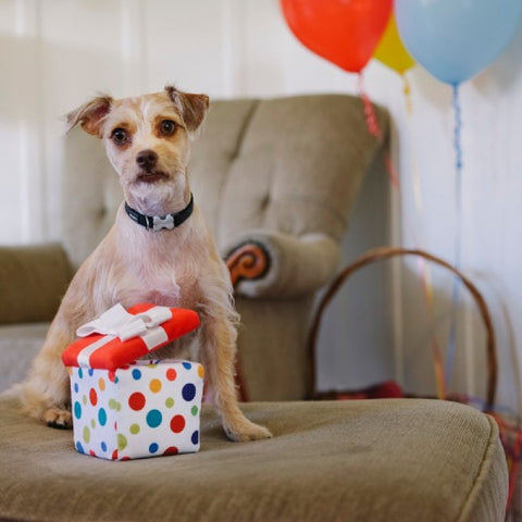 Party Time Pawfect Present Plush Dog Toy