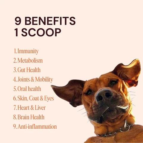 Can9 Dog Supplement