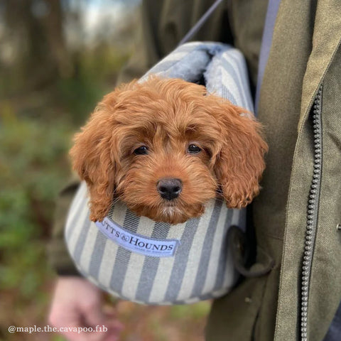 Flint Stripe Dog Carrier