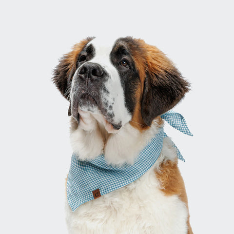 Check Dog Bandana