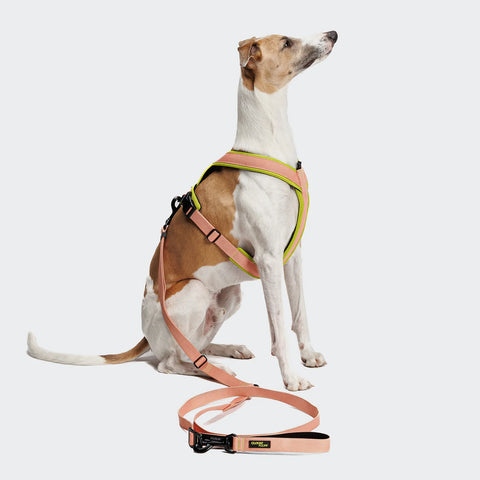 L-1 Hands-Free Leash AKTIV