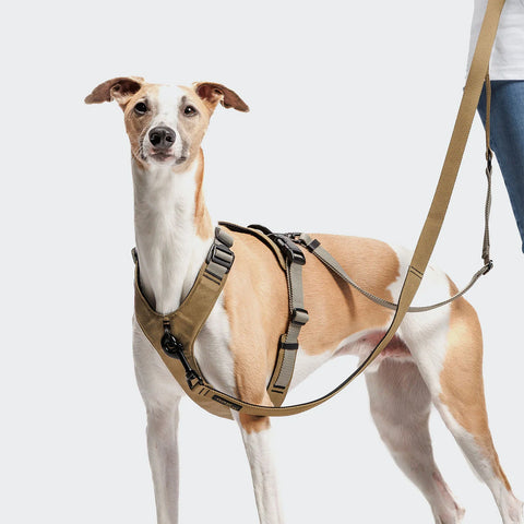 L-1 Hands-Free Leash AKTIV