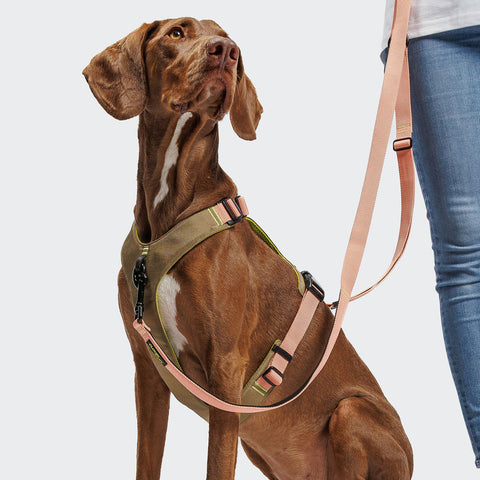 Y-2 Harness AKTIV Cordura