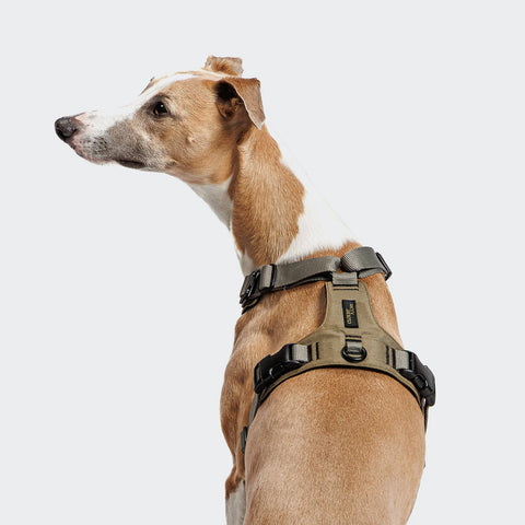 Y-2 Harness AKTIV Cordura