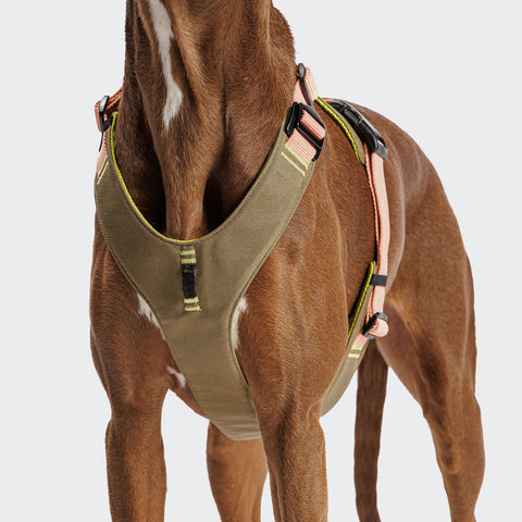 Y-2 Harness AKTIV Cordura
