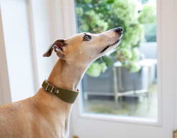 Leather Whippet Collar