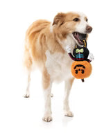 Boo-Ternut Halloween Dog Toy