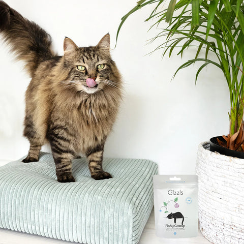 Fishy Catnip Cat Treats